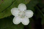 Kidneyleaf grass of Parnassus